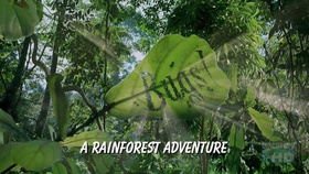 虫子：热带雨林冒险Bugs!: A Rainforest Adventure‎