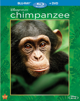 黑猩猩Chimpanzee