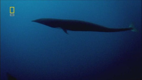 国家地理 演化足迹 鲸的演变之谜National Geographic Evolutions The Walking Whale