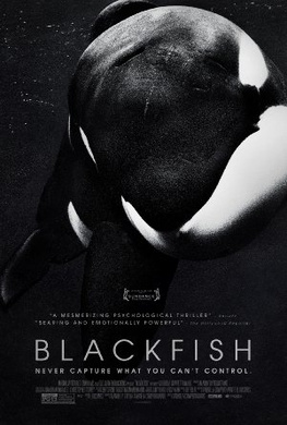 黑鲸Blackfish