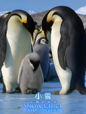 帝企鹅宝宝的生命轮回之旅Snow Chick - A Penguins Tale