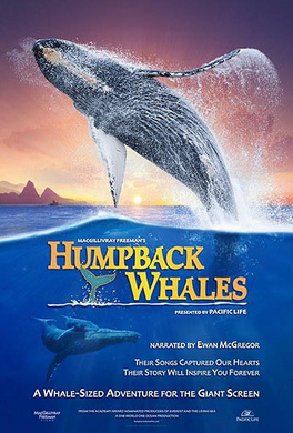 座头鲸Humpback Whales