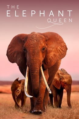 大象女王The Elephant Queen